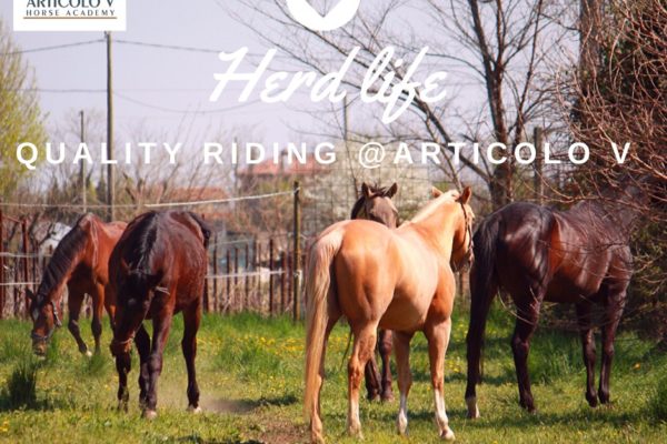 Herd Life at Articolo V Horse Academy