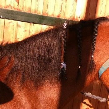 Ministage di Gimkana e Ministage di Pulizia e Sellaggio -16 ottobre 2016