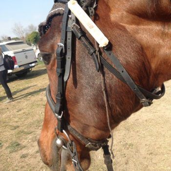 Endurance -Vivaro-26 Marzo 2017