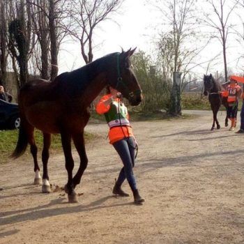 Endurance -Vivaro-26 Marzo 2017