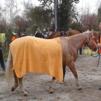 Endurance -Vivaro-26 Marzo 2017