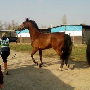 Endurance -Vivaro-26 Marzo 2017