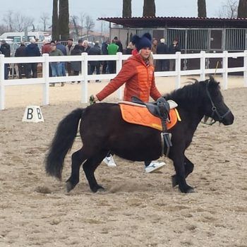 Antica Fiera di Godega 5 marzo 2018 Articolo V Horse Academy Presente