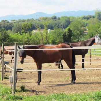 La struttura di Articolo V Horse Academy