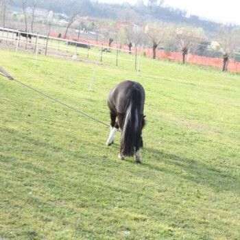Domenica 30 marzo - Allenamento speciale Endurance Pony 