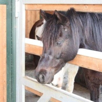 Domenica 30 marzo - Allenamento speciale Endurance Pony 