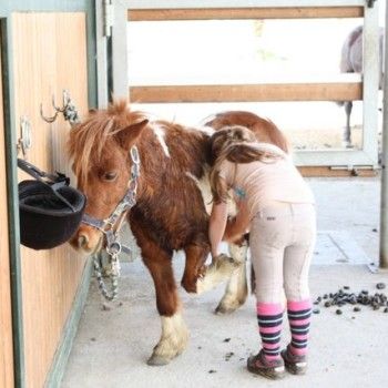 Domenica 30 marzo - Allenamento speciale Endurance Pony 