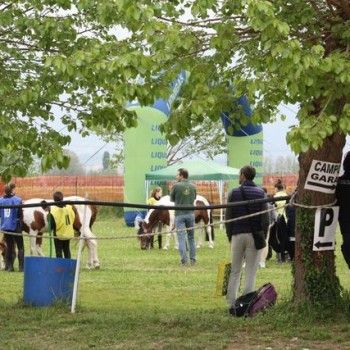 12 aprile - Endurance Pony Articolo V-Tappa di Campionato Veneto